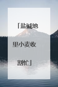 盐碱地里小麦收割忙