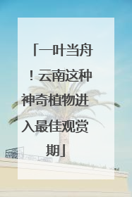一叶当舟！云南这种神奇植物进入最佳观赏期