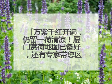 万紫千红开遍，仍留一荷清凉！厦门赏荷地图已备好，还有专家带您区分荷与莲→