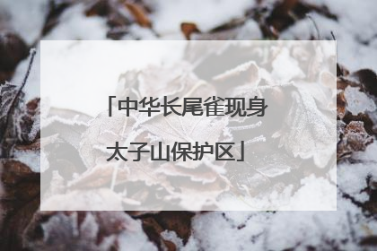 中华长尾雀现身太子山保护区