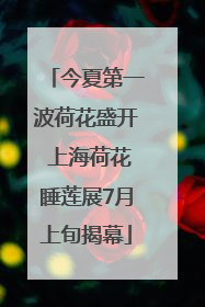 今夏第一波荷花盛开 上海荷花睡莲展7月上旬揭幕