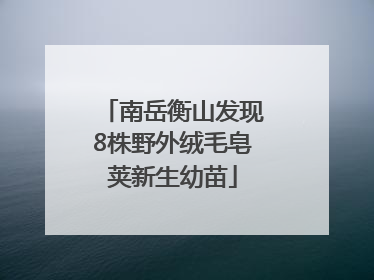 南岳衡山发现8株野外绒毛皂荚新生幼苗