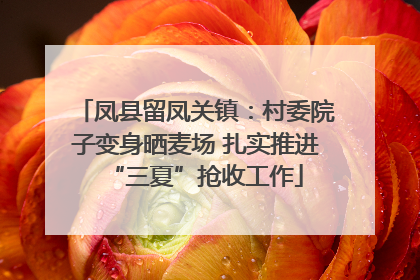 凤县留凤关镇：村委院子变身晒麦场 扎实推进“三夏”抢收工作