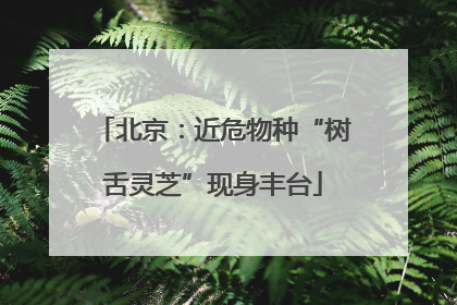 北京：近危物种“树舌灵芝”现身丰台