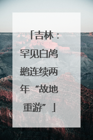 吉林：罕见白鸬鹚连续两年“故地重游”
