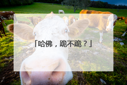 哈佛，跪不跪？