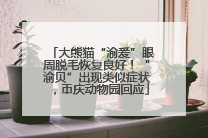 大熊猫“渝爱”眼周脱毛恢复良好！“渝贝”出现类似症状，重庆动物园回应
