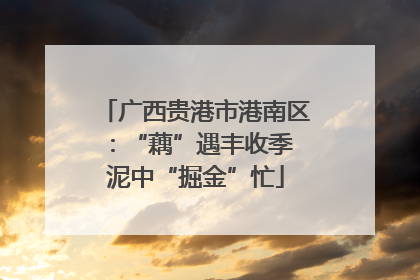 广西贵港市港南区：“藕”遇丰收季 泥中“掘金”忙