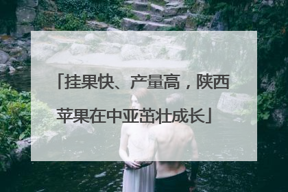 挂果快、产量高，陕西苹果在中亚茁壮成长
