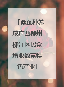 桑蚕种养成广西柳州柳江区民众增收致富特色产业
