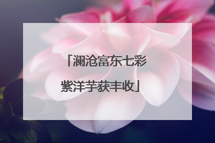 澜沧富东七彩紫洋芋获丰收
