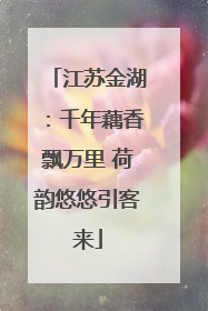 江苏金湖：千年藕香飘万里 荷韵悠悠引客来