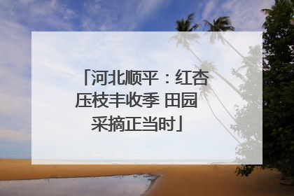 河北顺平：红杏压枝丰收季 田园采摘正当时