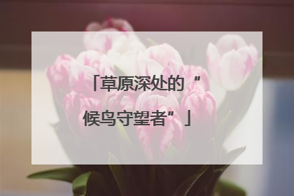 草原深处的“候鸟守望者”