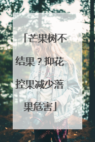 芒果树不结果？抑花控果减少落果危害