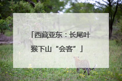 西藏亚东：长尾叶猴下山“会客”