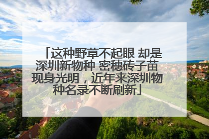 这种野草不起眼 却是深圳新物种 密穗砖子苗现身光明，近年来深圳物种名录不断刷新