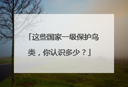 这些国家一级保护鸟类，你认识多少？