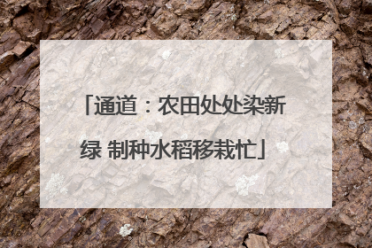 通道：农田处处染新绿 制种水稻移栽忙