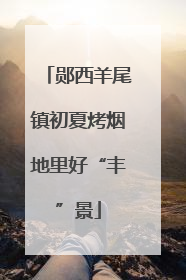 郧西羊尾镇初夏烤烟地里好“丰”景