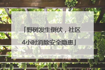 野树发生倒伏，社区4小时消除安全隐患