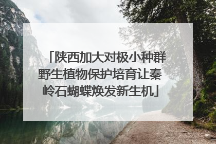 陕西加大对极小种群野生植物保护培育让秦岭石蝴蝶焕发新生机
