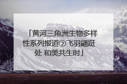 黄河三角洲生物多样性系列报道②飞羽翩跹处 和美共生时