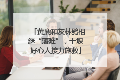 黄麂和灰林鸮相继“落难”，十堰好心人接力施救