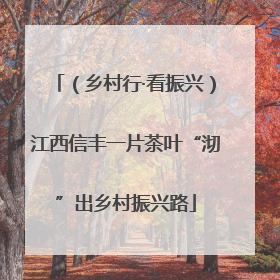 （乡村行·看振兴）江西信丰一片茶叶“沏”出乡村振兴路